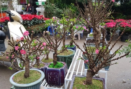 Đào 2 gang tay mạo danh đào thất thốn: Hàng Trung Quốc đấy