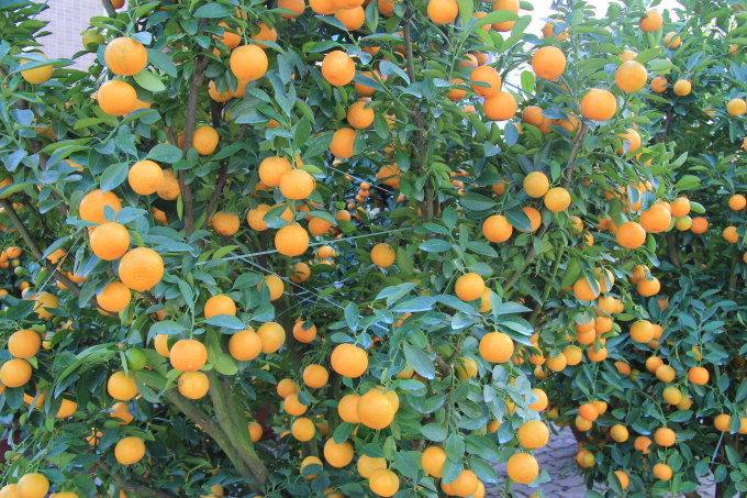 Chi&ecirc;m ngưỡng mu&ocirc;n sắc hoa Xu&acirc;n Đ&agrave; Nẵng