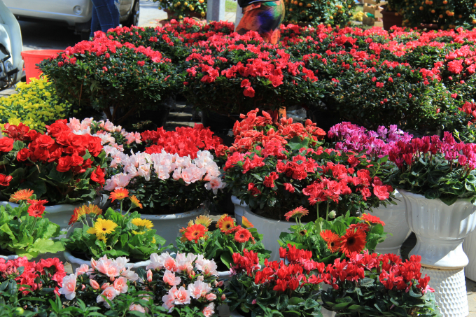 C&aacute;c loại hoa, c&acirc;y cảnh kh&aacute; phong ph&uacute; v&agrave; đa dạng về chủng loại.