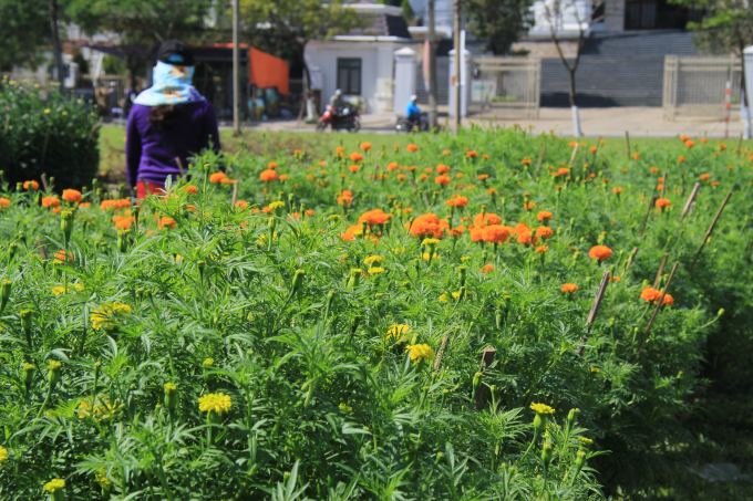 Chi&ecirc;m ngưỡng mu&ocirc;n sắc hoa Xu&acirc;n Đ&agrave; Nẵng