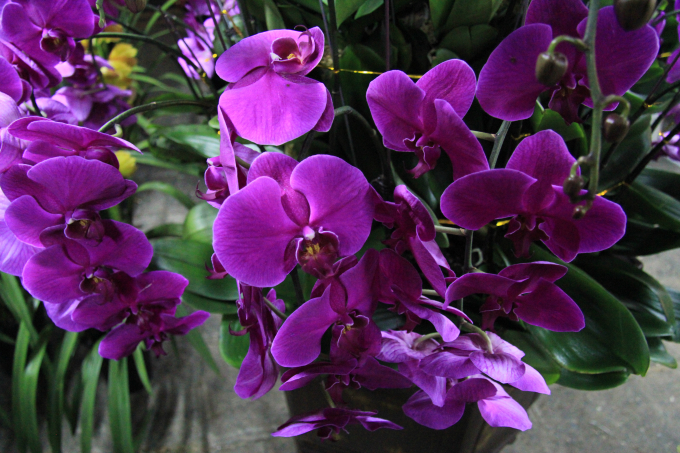 Chi&ecirc;m ngưỡng mu&ocirc;n sắc hoa Xu&acirc;n Đ&agrave; Nẵng