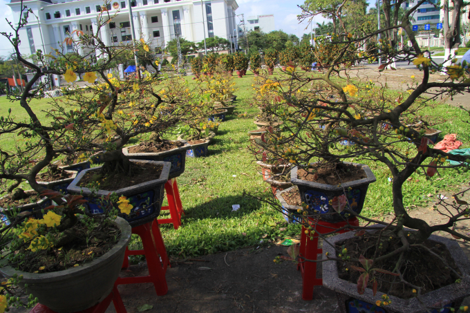Chi&ecirc;m ngưỡng mu&ocirc;n sắc hoa Xu&acirc;n Đ&agrave; Nẵng