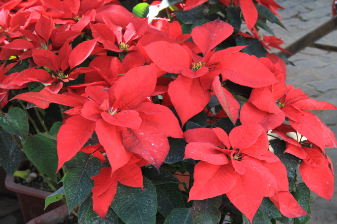 Chi&ecirc;m ngưỡng mu&ocirc;n sắc hoa Xu&acirc;n Đ&agrave; Nẵng