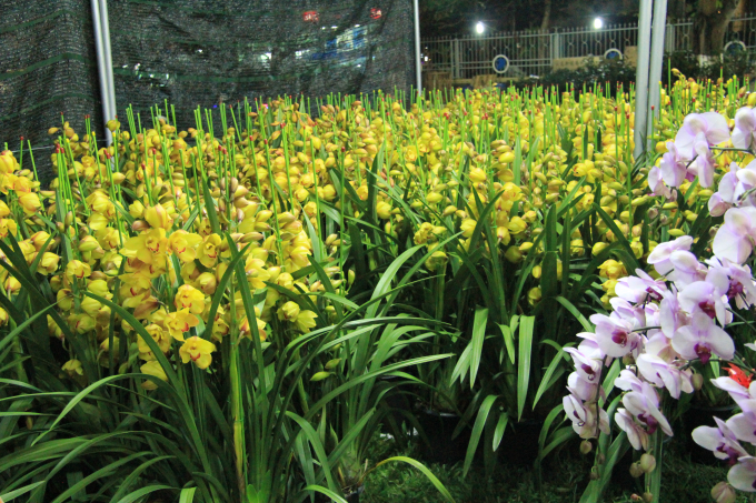 Hoa Địa Lan năm nay cũng được rất nhiều kh&aacute;ch h&agrave;ng lựa chọn.&nbsp;