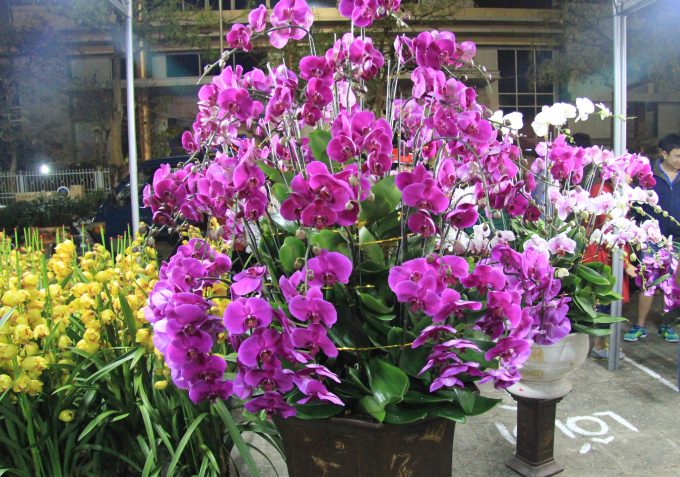 Chi&ecirc;m ngưỡng mu&ocirc;n sắc hoa Xu&acirc;n Đ&agrave; Nẵng