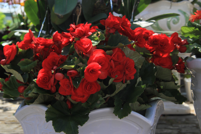 Chi&ecirc;m ngưỡng mu&ocirc;n sắc hoa Xu&acirc;n Đ&agrave; Nẵng