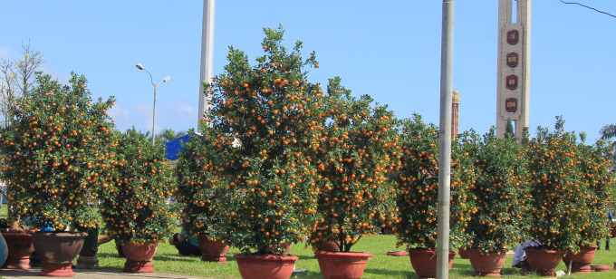 Chi&ecirc;m ngưỡng mu&ocirc;n sắc hoa Xu&acirc;n Đ&agrave; Nẵng