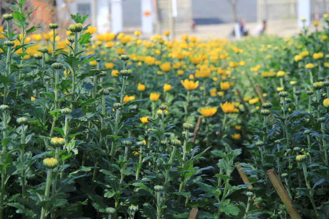 Chi&ecirc;m ngưỡng mu&ocirc;n sắc hoa Xu&acirc;n Đ&agrave; Nẵng