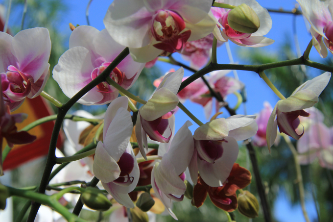 Chi&ecirc;m ngưỡng mu&ocirc;n sắc hoa Xu&acirc;n Đ&agrave; Nẵng