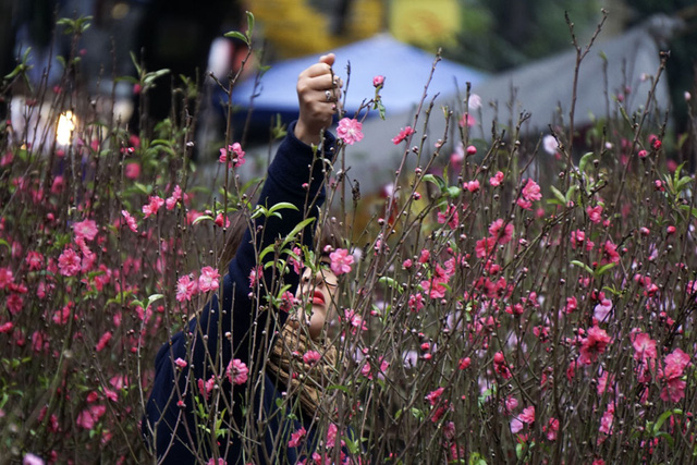 Do thời tiết ấm &aacute;p, năm nay đ&agrave;o nở từ rất sớm, nhiều chủ h&agrave;ng hoa li&ecirc;n tục phải tuốt những c&aacute;nh hoa đ&atilde; bung nở hết cho đ&agrave;o c&agrave;nh. Chợ hoa H&agrave;ng Lược thường họp từ s&aacute;ng sớm tới tận đ&ecirc;m khuya, thậm ch&iacute; nhiều năm s&aacute;t Giao thừa mới tan.