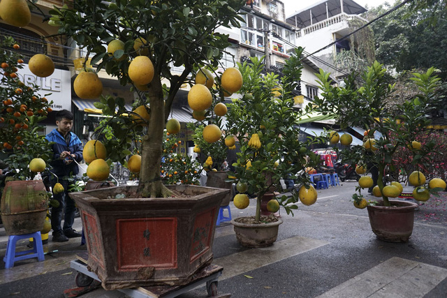 Những c&acirc;y bưởi cảnh nhiều quả c&oacute; gi&aacute; b&aacute;n kh&aacute; cao, c&oacute; thể l&ecirc;n đến h&agrave;ng chục triệu.