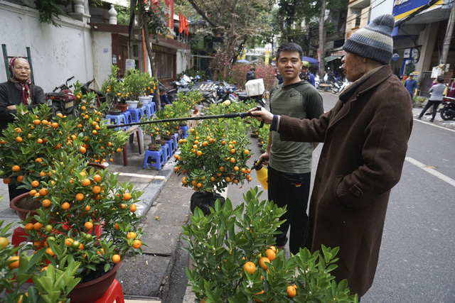 Một cụ gi&agrave; đang chọn quất v&agrave; n&oacute;i chuyện vui vẻ với chủ h&agrave;ng.