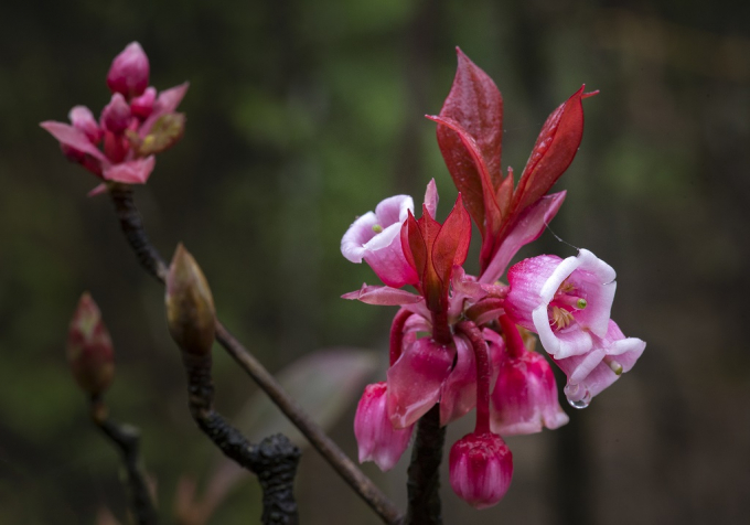 Muốn ngắm nh&igrave;n lo&agrave;i hoa n&agrave;y, phải lặn lội v&agrave;o rừng, t&igrave;m tới nơi n&uacute;i cao, sương ẩm. Vậy n&ecirc;n người B&agrave; N&agrave; đ&atilde; biến c&aacute;i th&uacute; ngắm đ&agrave;o chu&ocirc;ng th&agrave;nh việc trong tầm tay, khi mang giống đ&agrave;o chu&ocirc;ng l&ecirc;n độ cao 1487 m của khu du lịch để nh&acirc;n giống, trồng th&agrave;nh c&ocirc;ng. Đ&agrave;o chu&ocirc;ng nở rộ tại khu T&acirc;m Linh của B&agrave; N&agrave; Hills như một phần kh&ocirc;ng thể thiếu để tạo n&ecirc;n n&eacute;t ti&ecirc;n cảnh cho khu du lịch