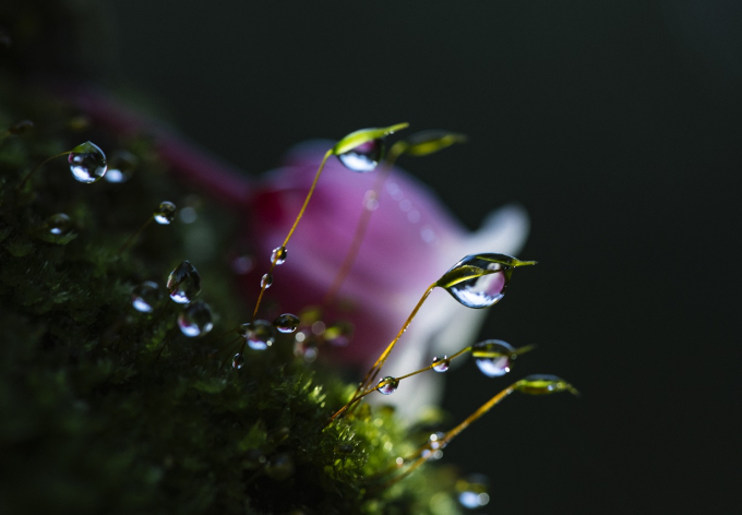 Kh&ocirc;ng ở đ&acirc;u, đ&agrave;o chu&ocirc;ng nhiều như ở B&agrave; N&agrave; v&agrave; cũng kh&ocirc;ng ở đ&acirc;u kh&aacute;c đ&agrave;o chu&ocirc;ng mang sắc hồng đậm nhạt nhiều m&agrave;u như ở chốn được mệnh danh ti&ecirc;n cảnh n&agrave;y. Người đến B&agrave; N&agrave; vui trong sắc xu&acirc;n rạng rỡ của mu&ocirc;n v&agrave;n lo&agrave;i hoa như cẩm t&uacute; cầu, lavender, thanh anh... vẫn kh&ocirc;ng thể qu&ecirc;n được b&oacute;ng d&aacute;ng của hoa đ&agrave;o chu&ocirc;ng, với những c&aacute;nh hoa bu&ocirc;ng rủ nhẹ nh&agrave;ng giống như h&igrave;nh ảnh những vũ c&ocirc;ng ballet đang m&uacute;a theo điệu nhạc