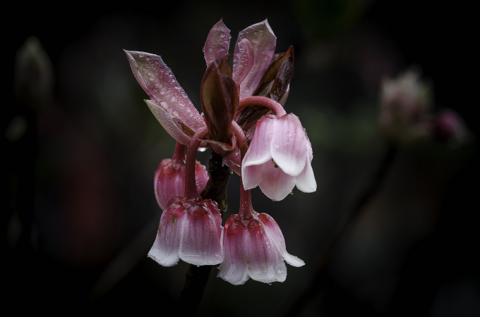 Hiếm c&oacute; một lo&agrave;i hoa n&agrave;o vừa mang tới giai điệu lại vừa mang tới h&igrave;nh ảnh đẹp thuần khiết như đ&agrave;o chu&ocirc;ng. Cũng kh&oacute; c&oacute; ai qu&ecirc;n được lo&agrave;i hoa đơn sắc e ấp n&agrave;y nếu c&oacute; dịp một lần chi&ecirc;m ngưỡng. Bởi lẽ đ&oacute;, mỗi năm khi Tết đến xu&acirc;n về, nhiều du kh&aacute;ch lại hẹn đến B&agrave; N&agrave; xem đ&agrave;o chu&ocirc;ng nở, như một th&uacute; chơi thanh tao dịp đầu năm mới.&nbsp;