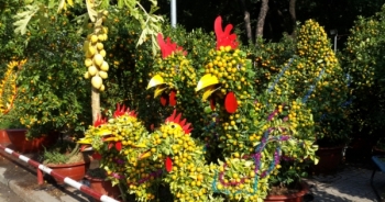 TP HCM: Rực rỡ sắc màu chợ hoa Tết