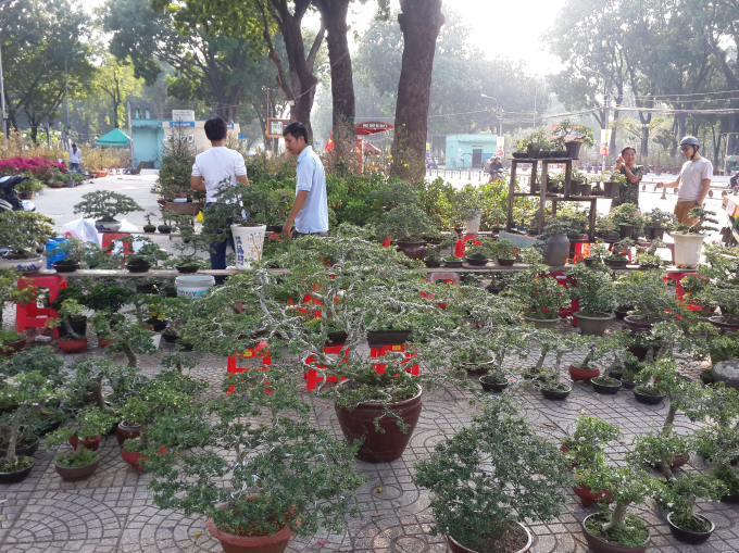 Giống như mọi năm, c&aacute;c loại c&acirc;y bonsai cũng được b&agrave;y b&aacute;n với số lượng lớn.