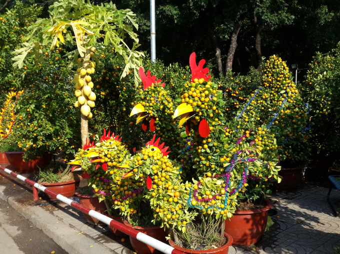 C&acirc;y quất (c&acirc;y tắc) trưng tết được thiết kế h&igrave;nh con g&agrave; mừng xu&acirc;n Đinh Dậu.