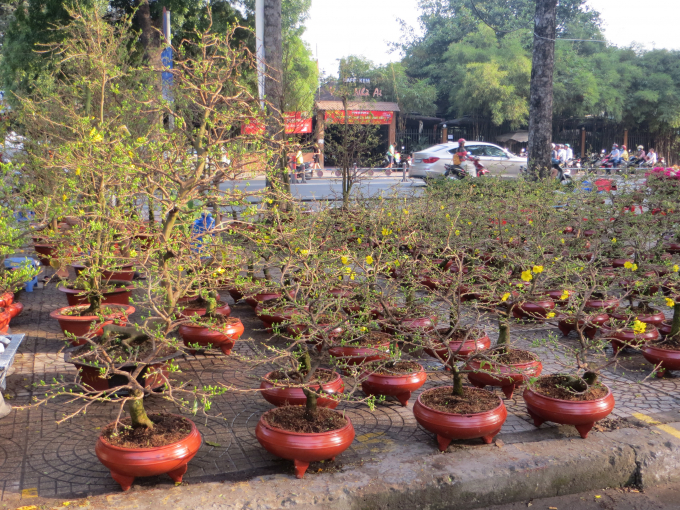 Do thời tiết thay đổi thất thường khiến cho một số gốc mai bị ảnh hưởng.
