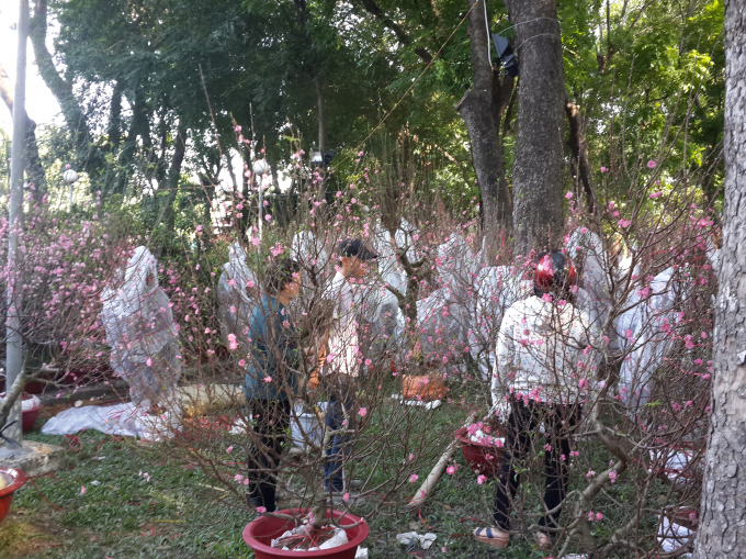 Nhiều người quan t&acirc;m với đ&agrave;o Nhật T&acirc;n khi đến tham quan chợ hoa tại C&ocirc;ng vi&ecirc;n Gia Định (Q. Ph&uacute; Nhuận, TP HCM).