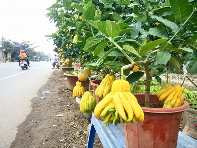 H&agrave;ng c&acirc;y phật thủ.