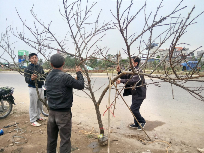 Những người chủ đang buộc một c&agrave;nh đ&agrave;o vừa b&aacute;n cho kh&aacute;ch.