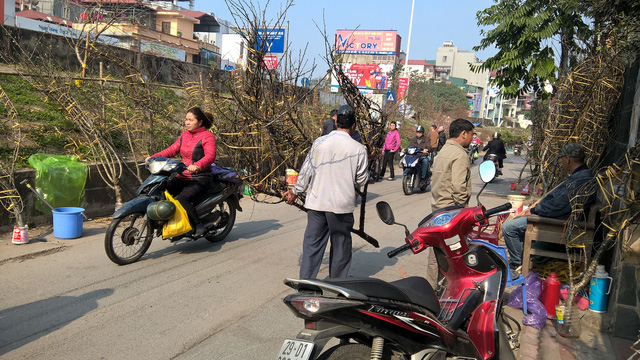 Những c&agrave;nh đ&agrave;o phai rừng vừa được vận chuyển v&agrave; xếp tr&ecirc;n đ&ecirc;. Nhiều người kinh doanh đ&agrave;o khẳng định: 100% đ&agrave;o n&agrave;y l&agrave; đ&agrave;o rừng, nhưng những người s&agrave;nh chơi cho hay hiện rất nhiều loại đ&agrave;o n&agrave;y l&agrave; đ&agrave;o trồng tr&ecirc;n n&uacute;i, rừng.