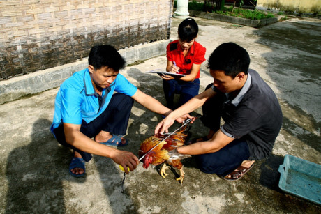 C&aacute;n bộ vườn Quốc gia Xu&acirc;n Sơn tiến h&agrave;nh nghi&ecirc;n cứu, bảo tồn giống g&agrave; 9 cựa. Ảnh: T.L