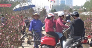 Mất mùa, chợ đào Thái Nguyên vẫn nhộn nhịp những ngày giáp tết