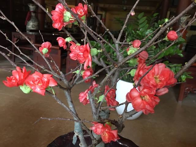 Đ&agrave;o khoe sắc