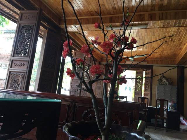 Hoa ban bung nở dưới nắng chiều m&ugrave;a xu&acirc;n