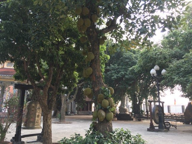 C&acirc;y m&iacute;t đặc biệt lộc l&aacute;, quả từ gốc tới ngọn,