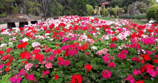 Sắc xuân trên thành phố ngàn hoa