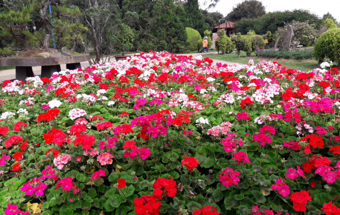 Hoa rực rỡ&nbsp;