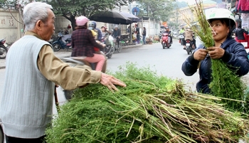 Phong tục tắm lá mùi vào 30 Tết có ý nghĩa gì?