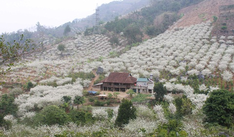 Hoa mận tại Mộc Ch&acirc;u. Ảnh: TTXVN