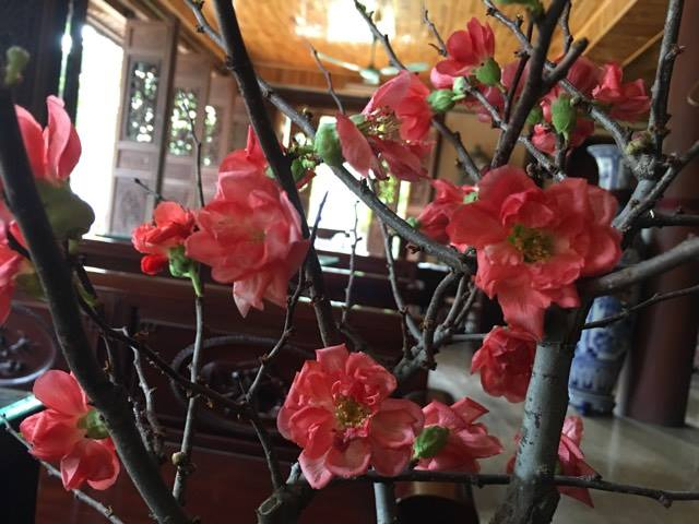 M&ugrave;a xu&acirc;n ở ch&ugrave;a Bồ Đề