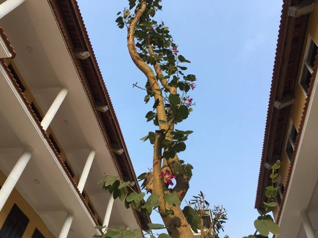 T&igrave;nh người được ươm mầm như những