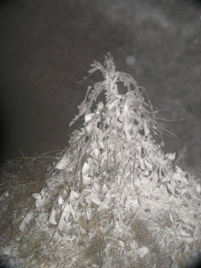 Băng tuyết phủ k&iacute;n tr&ecirc;n c&aacute;c nh&aacute;nh c&acirc;y.