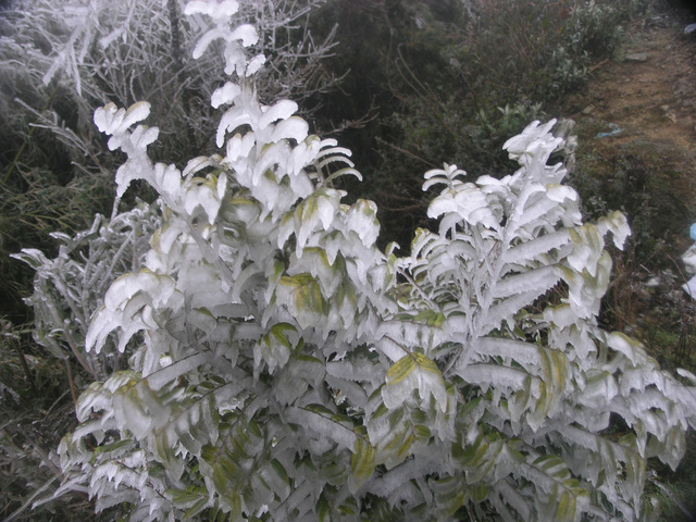 Băng tuyết kỳ th&uacute; tr&ecirc;n đ&egrave;o &Ocirc; Qu&yacute; Hồ