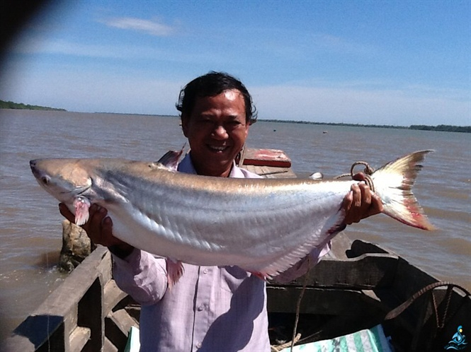 C&aacute; b&ocirc;ng lau đu&ocirc;i v&agrave;ng, một trong những lo&agrave;i c&aacute; đặc sản của s&ocirc;ng V&agrave;m Nao.