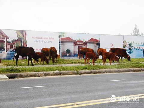 Đ&agrave;n b&ograve; thản nhi&ecirc;n đến gặm cỏ trước c&aacute;c dự &aacute;n