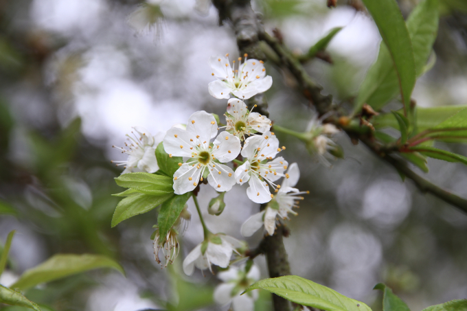 Xu&acirc;n đang về tr&ecirc;n đỉnh Hương T&iacute;ch