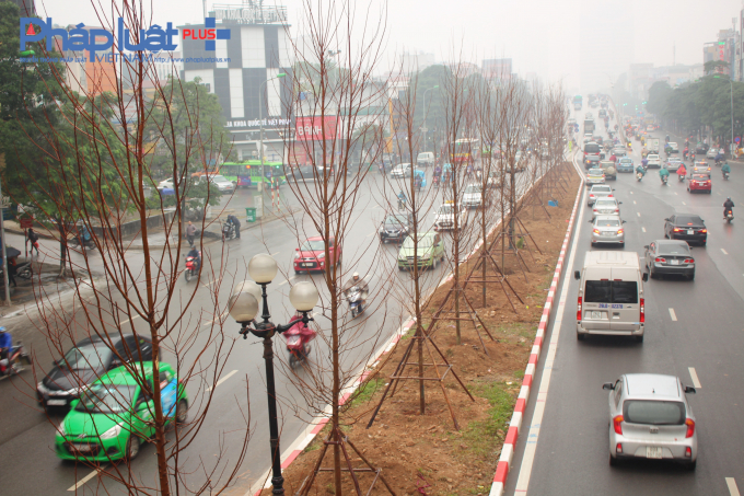 H&agrave; Nội trồng Phong l&aacute; đỏ để tạo điểm nhấn tr&ecirc;n đường Trần Duy Hưng