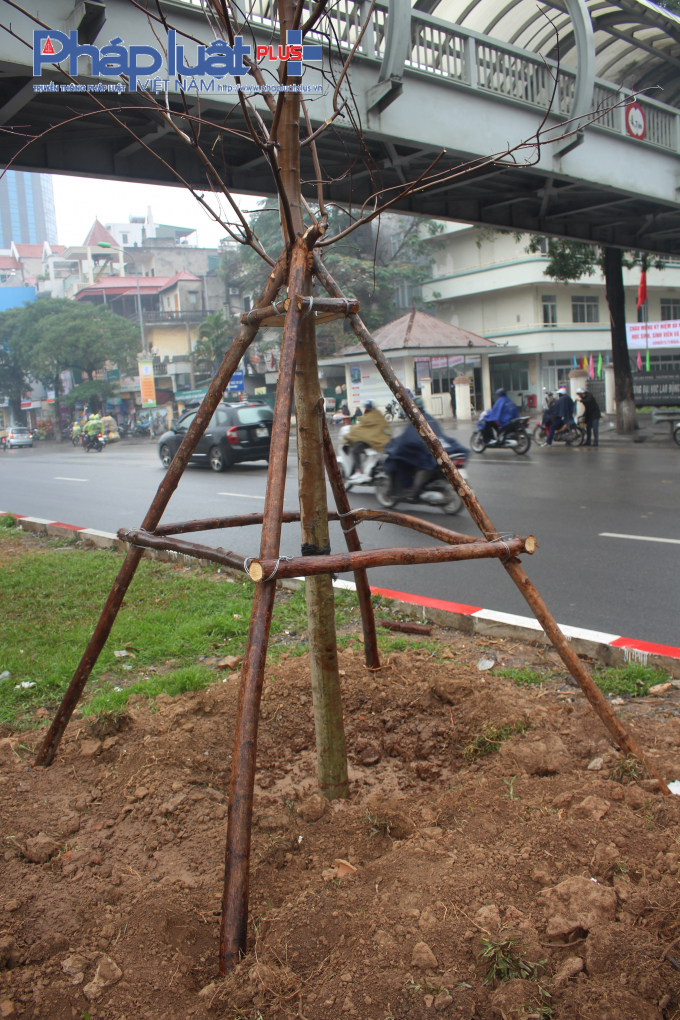 &nbsp;C&aacute;c c&acirc;y phong mới trồng được r&agrave;o khung cẩn thận nhằm đảm bảo sự ph&aacute;t triển.