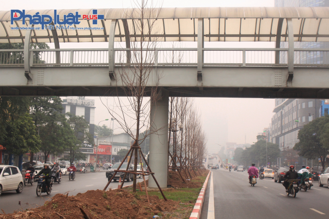 H&agrave;ng c&acirc;y phong được trồng s&aacute;t với cầu đi bộ tr&ecirc;n phố Trần Duy Hưng