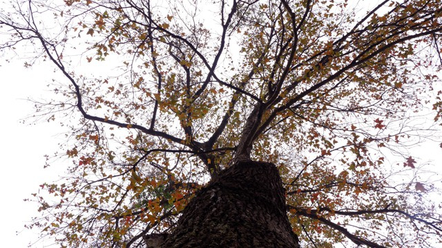 Hải Dương: Về ch&ugrave;a Thanh Mai ngắm rừng phong l&aacute; đỏ