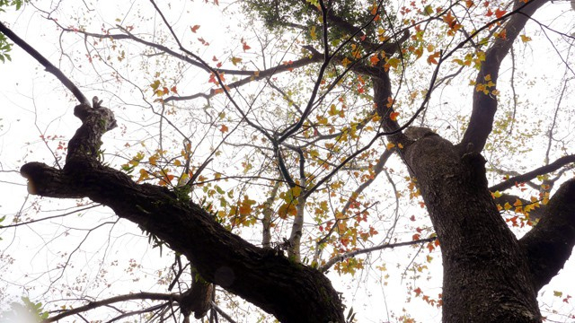 Hải Dương: Về ch&ugrave;a Thanh Mai ngắm rừng phong l&aacute; đỏ