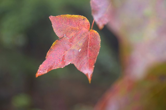 Hải Dương: Về ch&ugrave;a Thanh Mai ngắm rừng phong l&aacute; đỏ