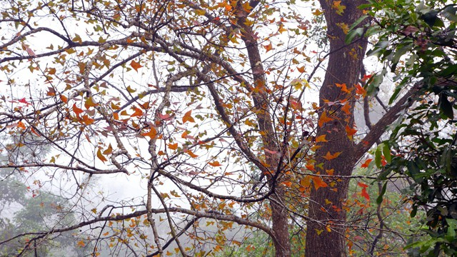 Hải Dương: Về ch&ugrave;a Thanh Mai ngắm rừng phong l&aacute; đỏ